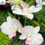 Image of Dendrobium Pink Happy