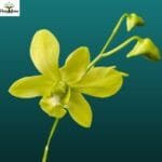 Image of Thongchai Gold x Udom Yellow Orchid