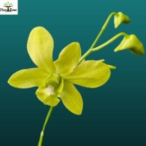 Image of Thongchai Gold x Udom Yellow Orchid