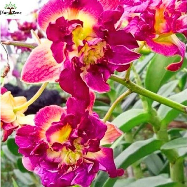Image of Dendrobium Betty Rose Red