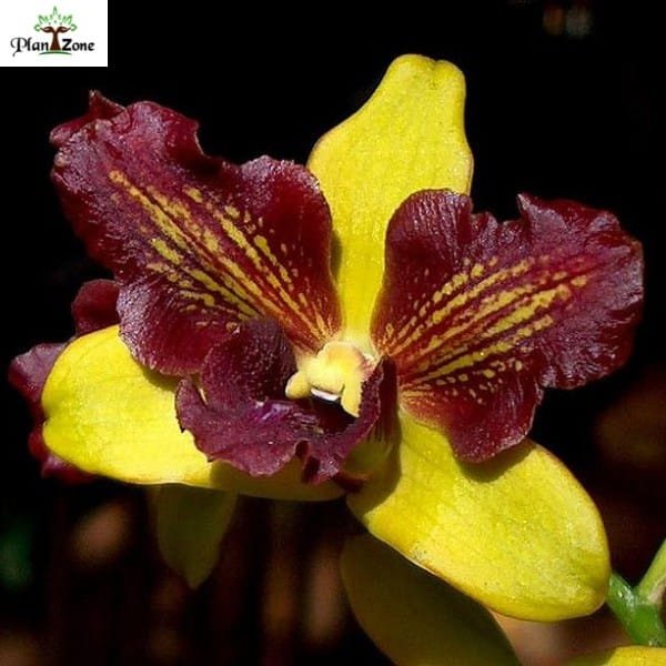 Dendrobium Thongchai Gold