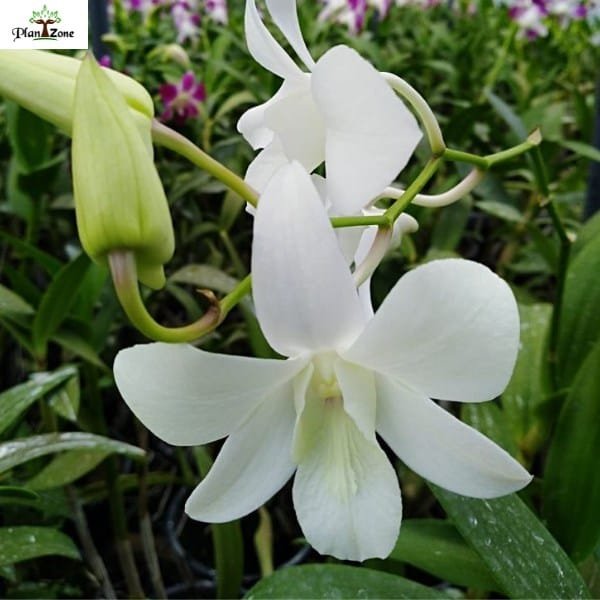 Image of Dendrobium Shavin White
