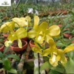 Image of Dendrobium Lueng DP