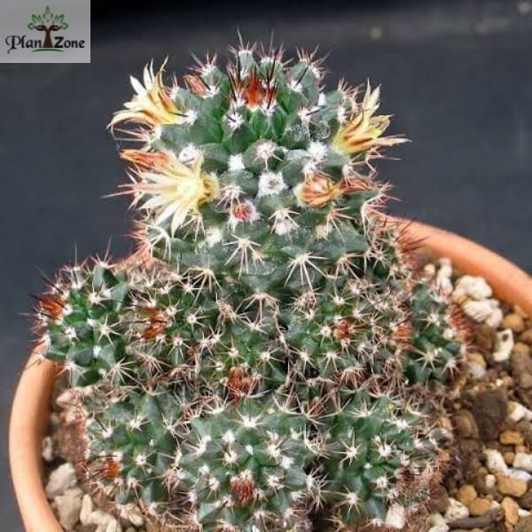 Image of Black Cactus Plant