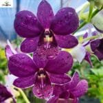 Image of Dendrobium Airway Blue x Blue Angel