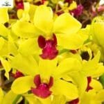 Image of Dendrobium Thongchai Gold