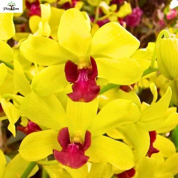 Image of Dendrobium Thongchai Gold