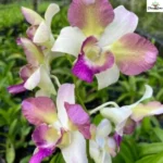 Image of Dendrobium King Dragon Light purple