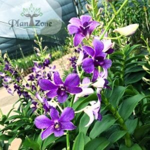 Image of Izumi x Genting Blue