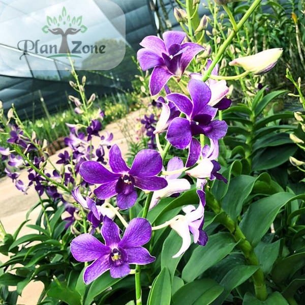Image of Izumi x Genting Blue