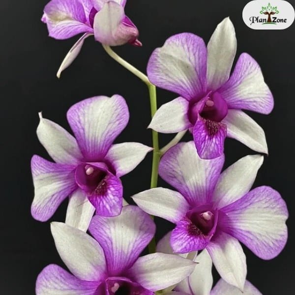 Dendrobium Nopporn White Muatation