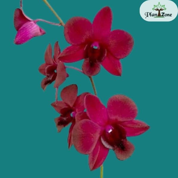 Image of Dendrobium Pramote red