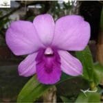 Image of Dendrobium blue planet
