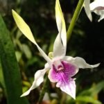Dendrobium Hawaii Gem (fragrant) premium