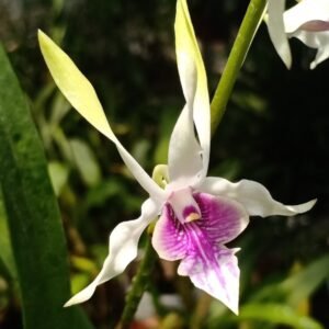 Dendrobium Hawaii Gem (fragrant) premium