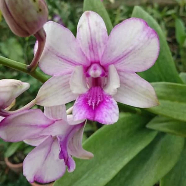 Image of pop's eye orchid