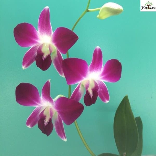 Image of dendrobium sonia erika
