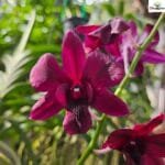 Image of Dendrobium Smin Red