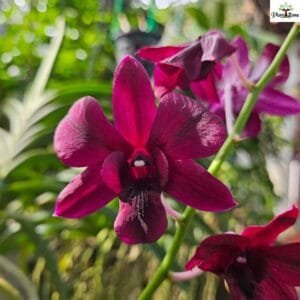 Image of Dendrobium Smin Red