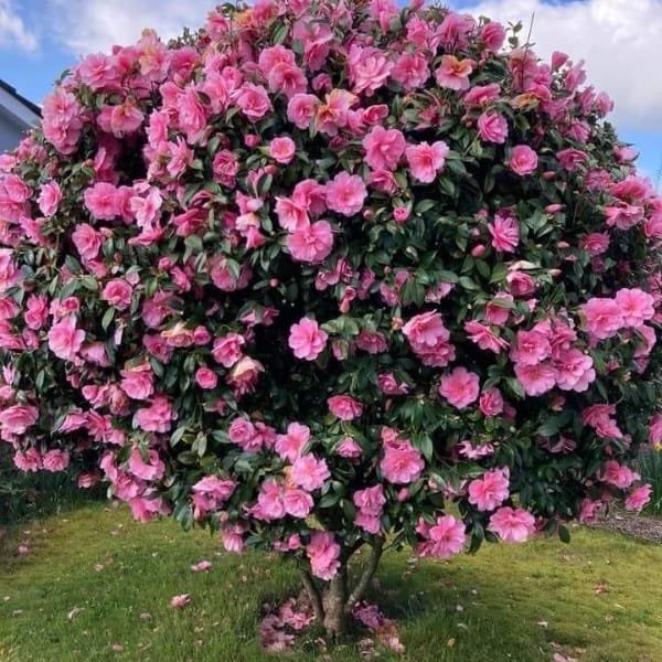 Image of flowering plant