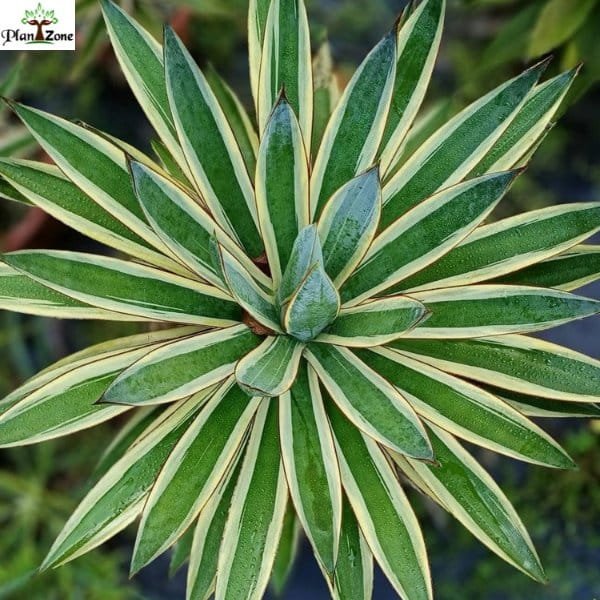 Image of Agave plant