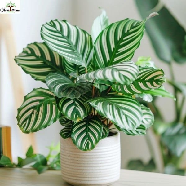 Image of Calathea and Maranta