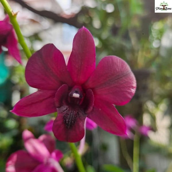 Image of Dendrobium Smin Red