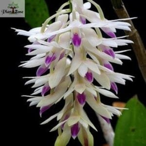 Image of Dendrobium Hawai Gem (fragrant)