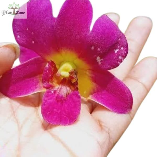 Dendrobium Imelda x Burana Jade Premium - Image 2