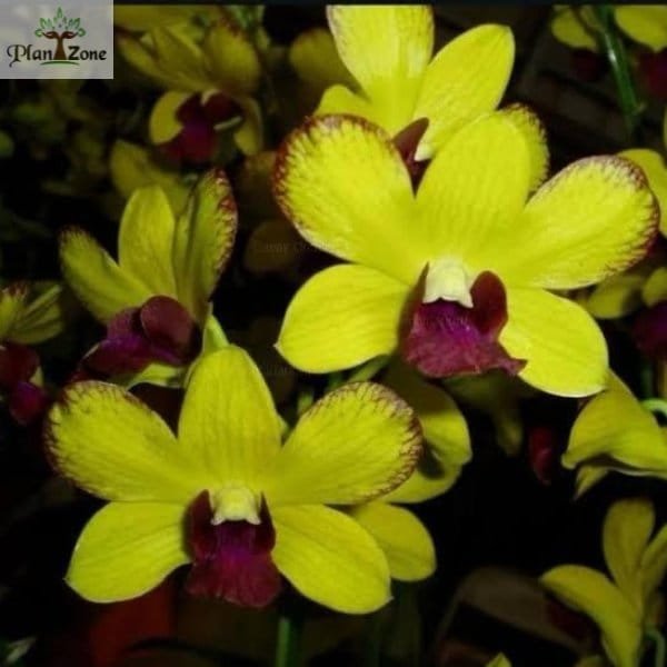 Dendrobium Thongchai Gold 'KP
