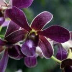 Image of Dendrobium (Toshiko Blue x Lzumi)