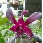 Image of Dendrobium Caesar Red