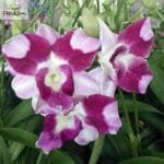 Dendrobium King Dragon Premium