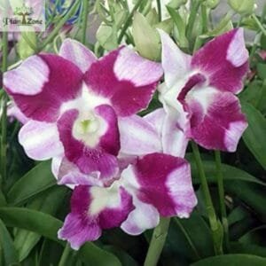 Dendrobium King Dragon Premium