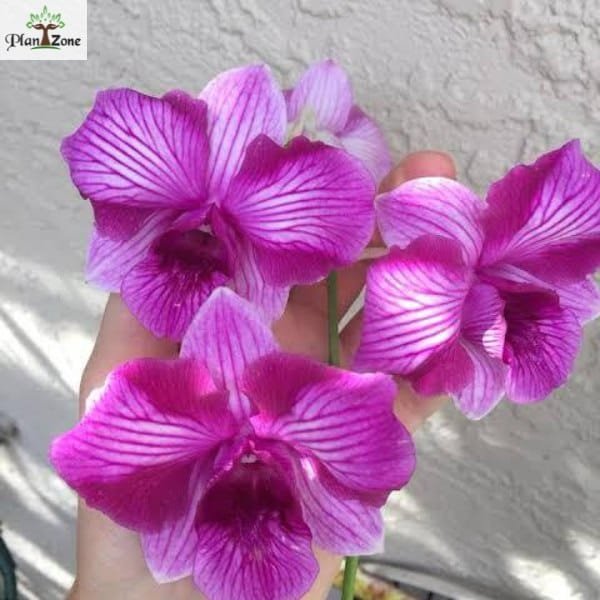Image of Dendrobium King Dragon Stripe
