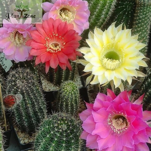 Image of different variety of Cactus