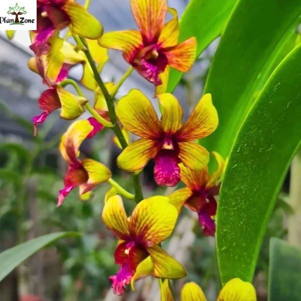 Image of Dendrobium Thongchai Gold 'Pinwattana Splash'
