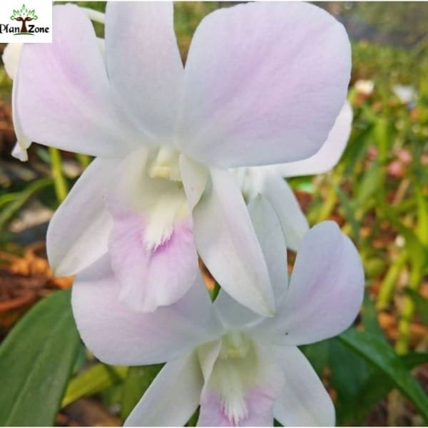 Image of Dendrobium Pink Happy