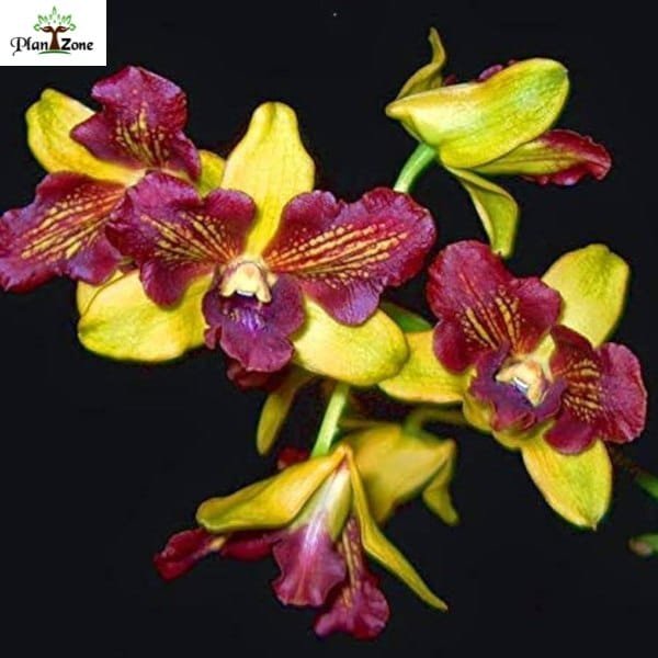 Dendrobium Thongchai Gold