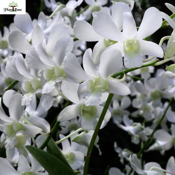 Image of Dendrobium Shavin White