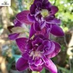 Image ofDendrobium Betty Rose Purple