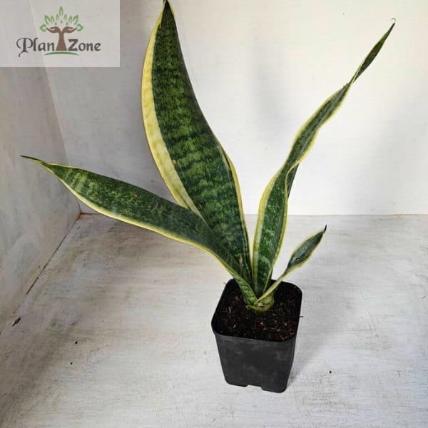 Image of Sansevieria Superba.