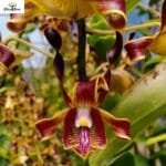 Image of Dendrobium (Ckaii x lasianthera)