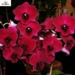 Image of Dendrobium Pioneer Red