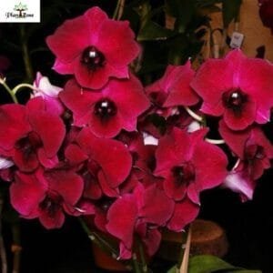 Image of Dendrobium Pioneer Red