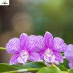 Image of Dendrobium Burana x Compactum