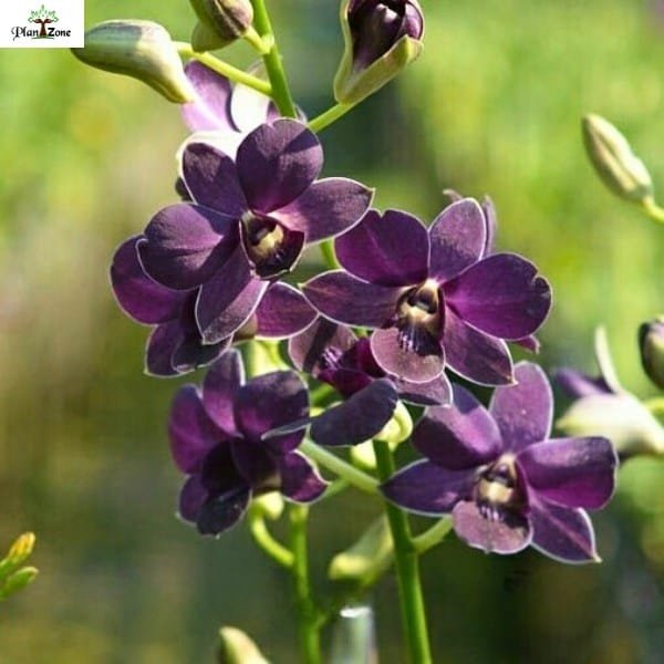 Dendrobium Airway Blue x Blue Angel