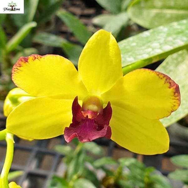 Dendrobium Thongchai Gold - Image 2