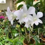 Image of Dendrobium Sonia White