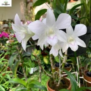 Image of Dendrobium Sonia White